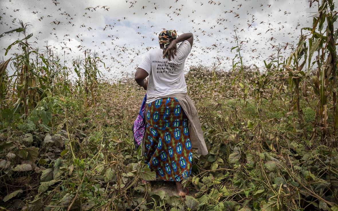  locusts2_Kenya.jpg 