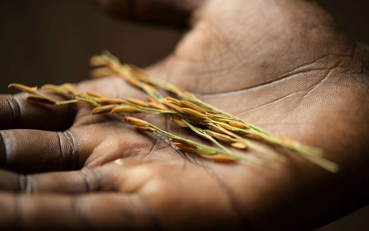 Haitiriceseedhand.jpg