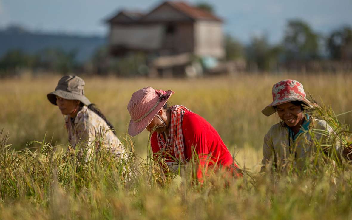  Women harvest rice Cambodia IMG_7281 web.jpg 