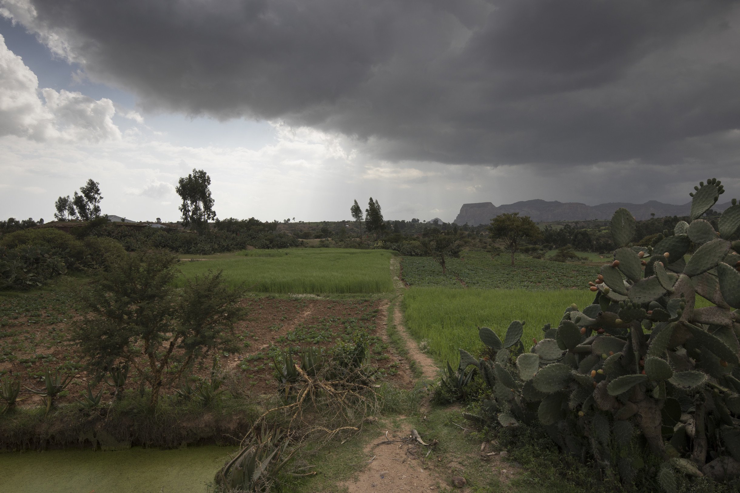  Eth_field_clouds_OUS_54502.jpg 