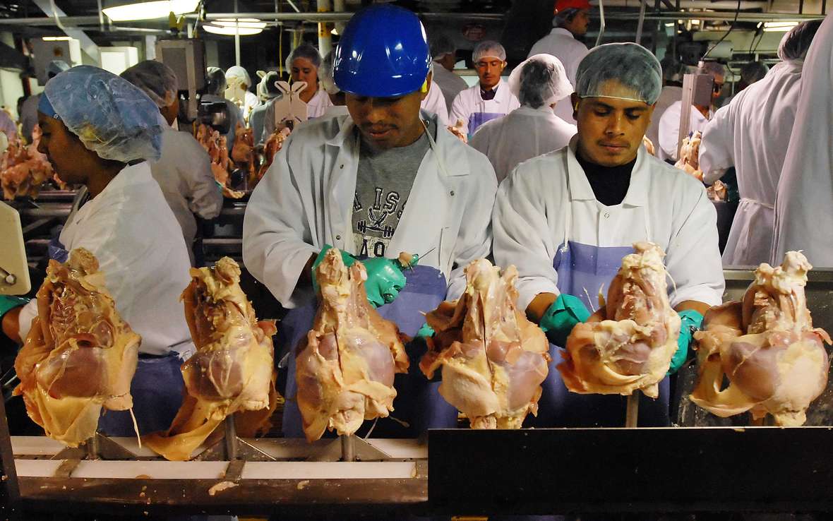 POULTRY_197_1_-web.JPG