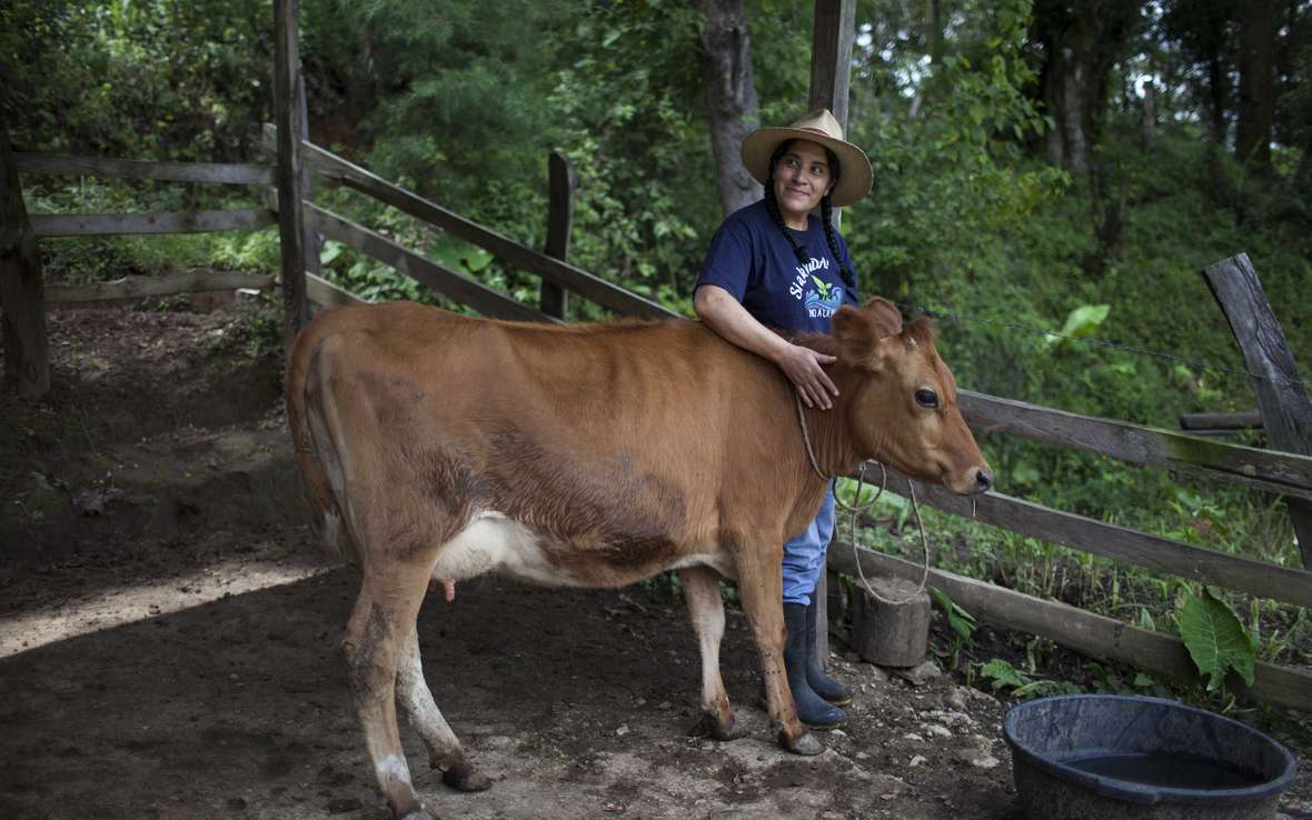 Teresa-Munoz-cow-Guatemala-ous_49818_ _web.jpg