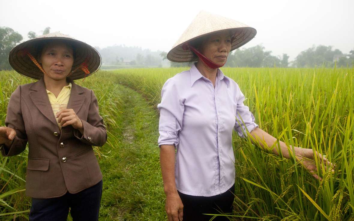 Vietnam-farmers-SRI-OUS_48318.JPG