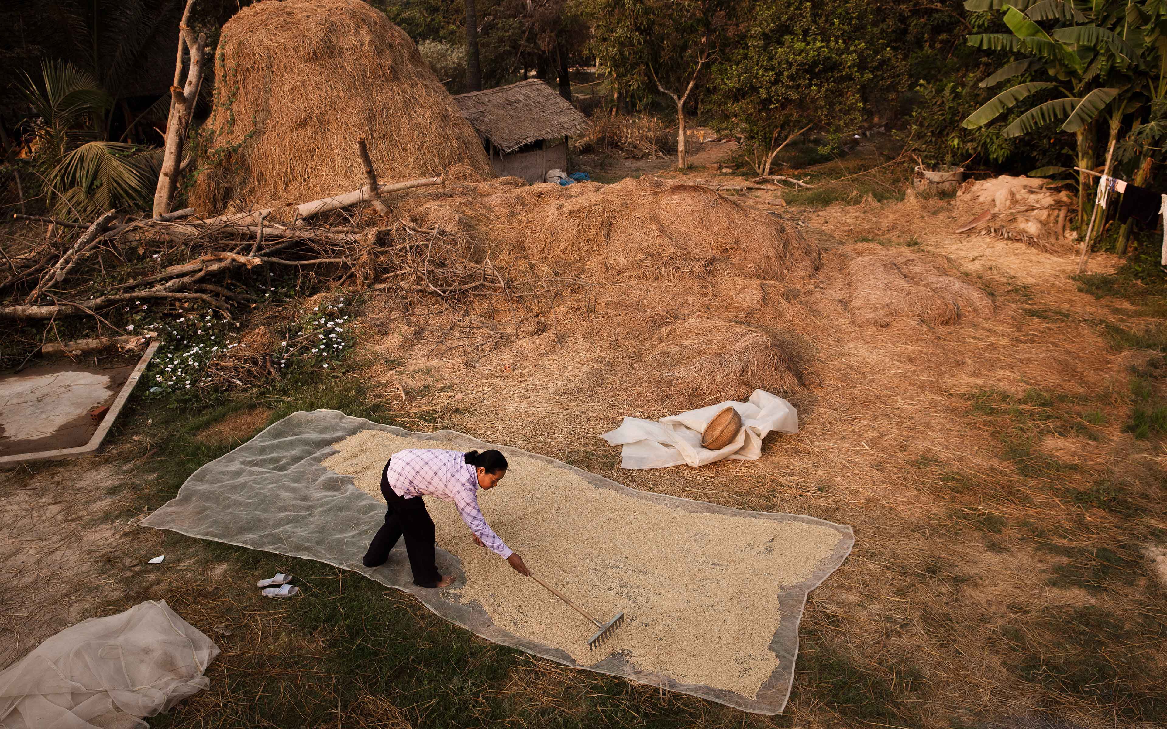 Khek Koeu spreads rice out to dry in her side yard. This photo was taken from on top of the fence she built around her house and yard to secure her rice and other assets.