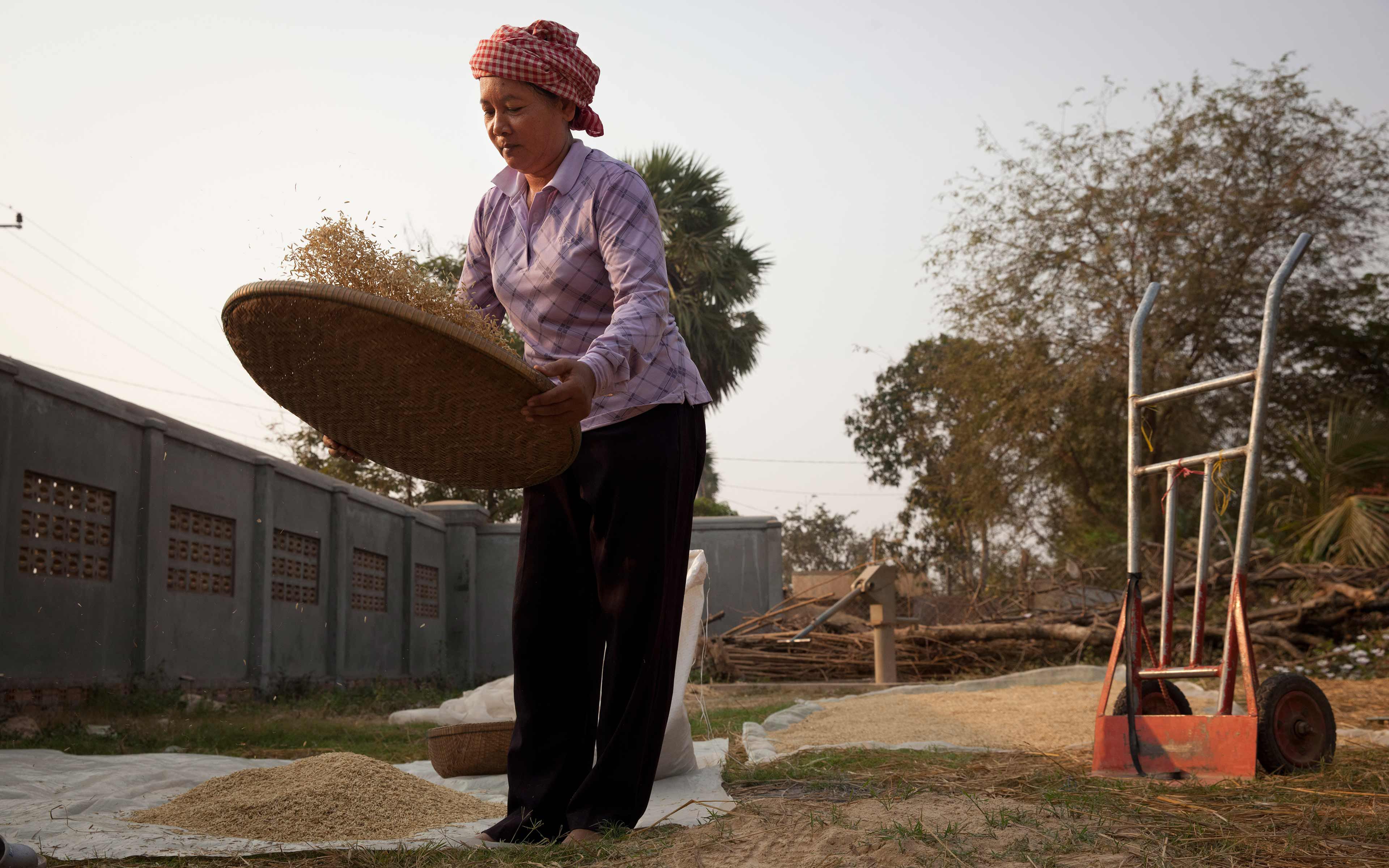 Khek Koeu says that before she used SRI methods to grow rice, she struggle financially, but since she started using the high-yield methods she made enough money to pay for college for all her children, and bought them all motorbikes.
