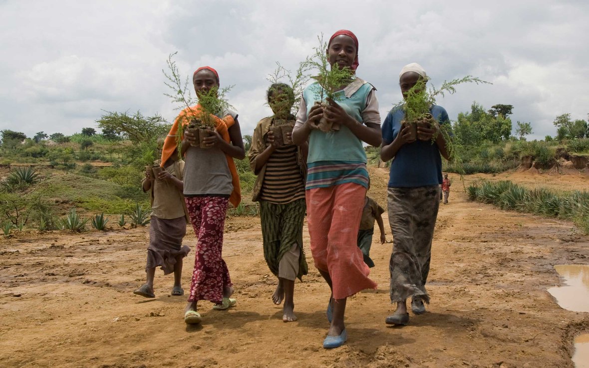 cash-for-work-tree-planting-ous-35331.jpg