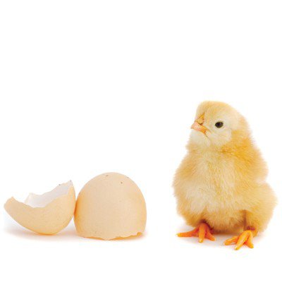  chicken.jpg 