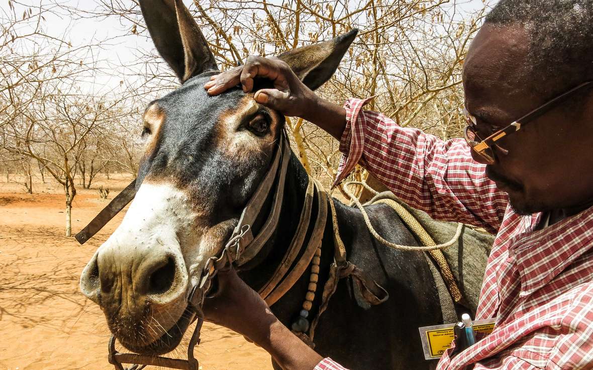 darfur-donkey-vet-oxfam_-web.jpg