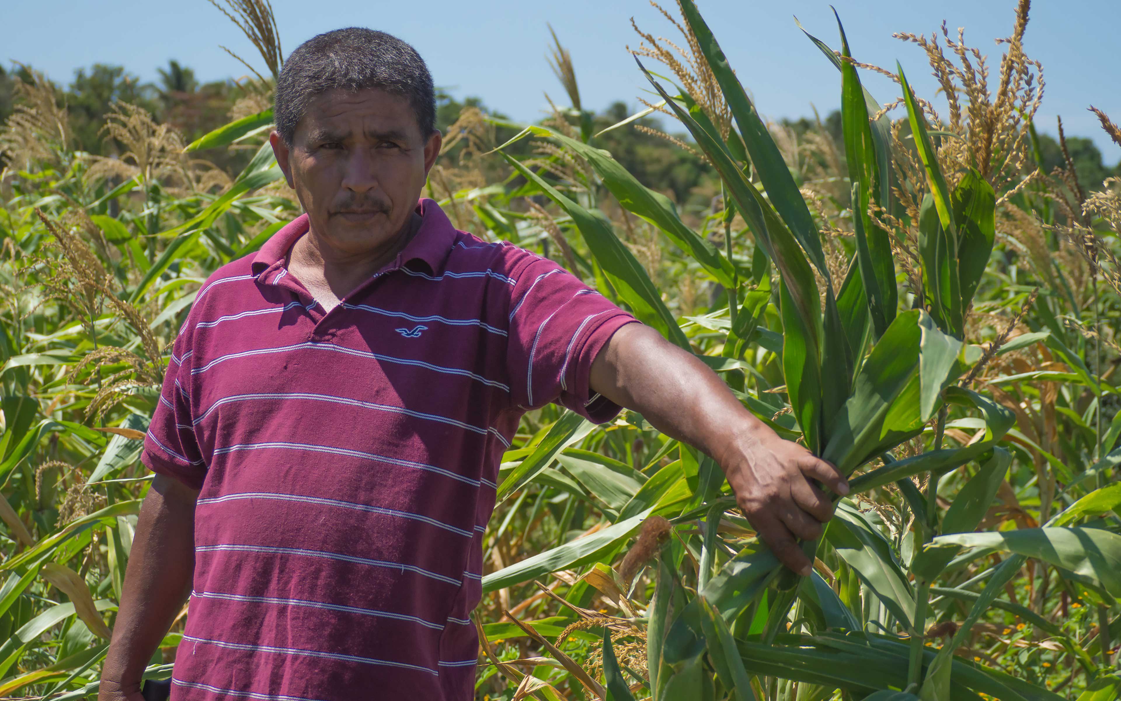 “When we used to spray chemical fertilizer on our crops, it would affect our brains and our bodies. I would feel dizzy and get a headache…the chemical would spill onto my back, and I broke out in rashes,” says farmer Felipe Cordova. “With organic fertilizer, it’s different.”