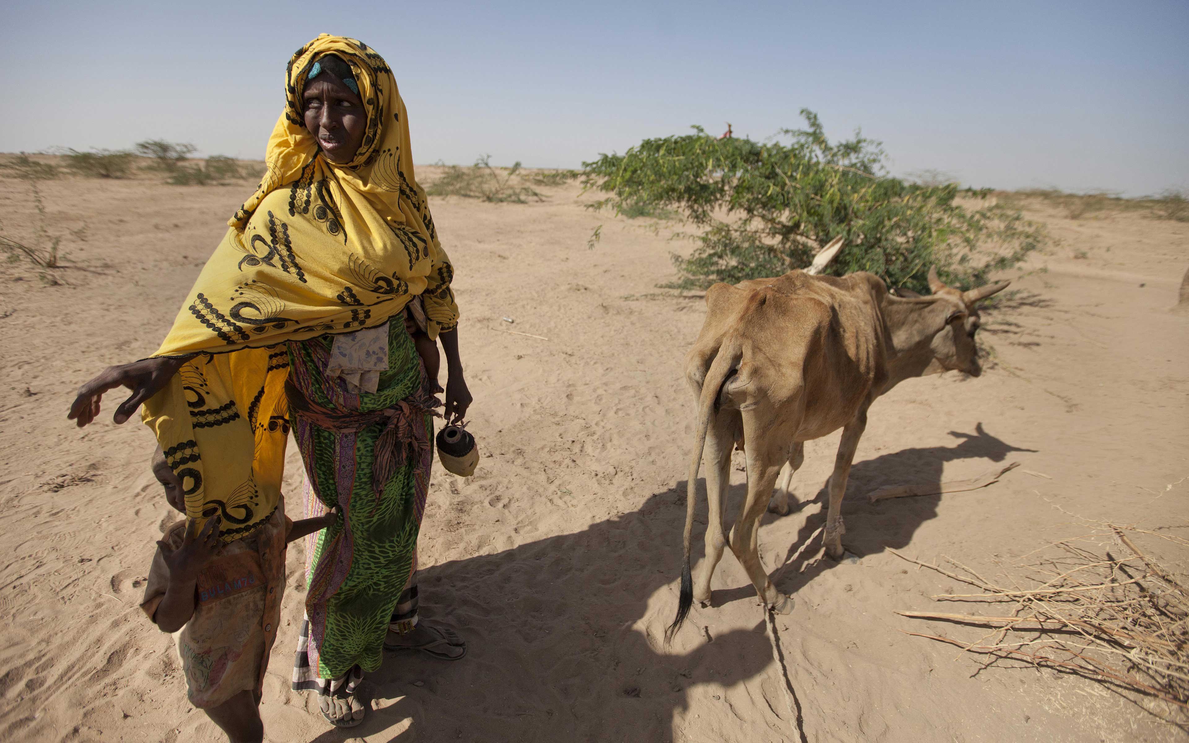 Habodo Gele,  35,walks with her last remaining cow in Bisle, in the Siti zone of Ethiopia. "I had 30 big and 30 small cattle,” she says. “Only one cow remains. We share our food with our cow."