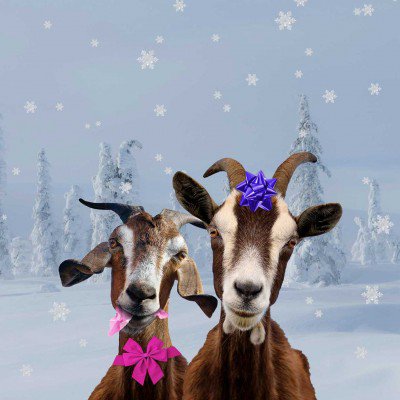  goat gift.jpg 