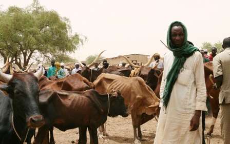man-in-white-robe-selling-cattle.jpg