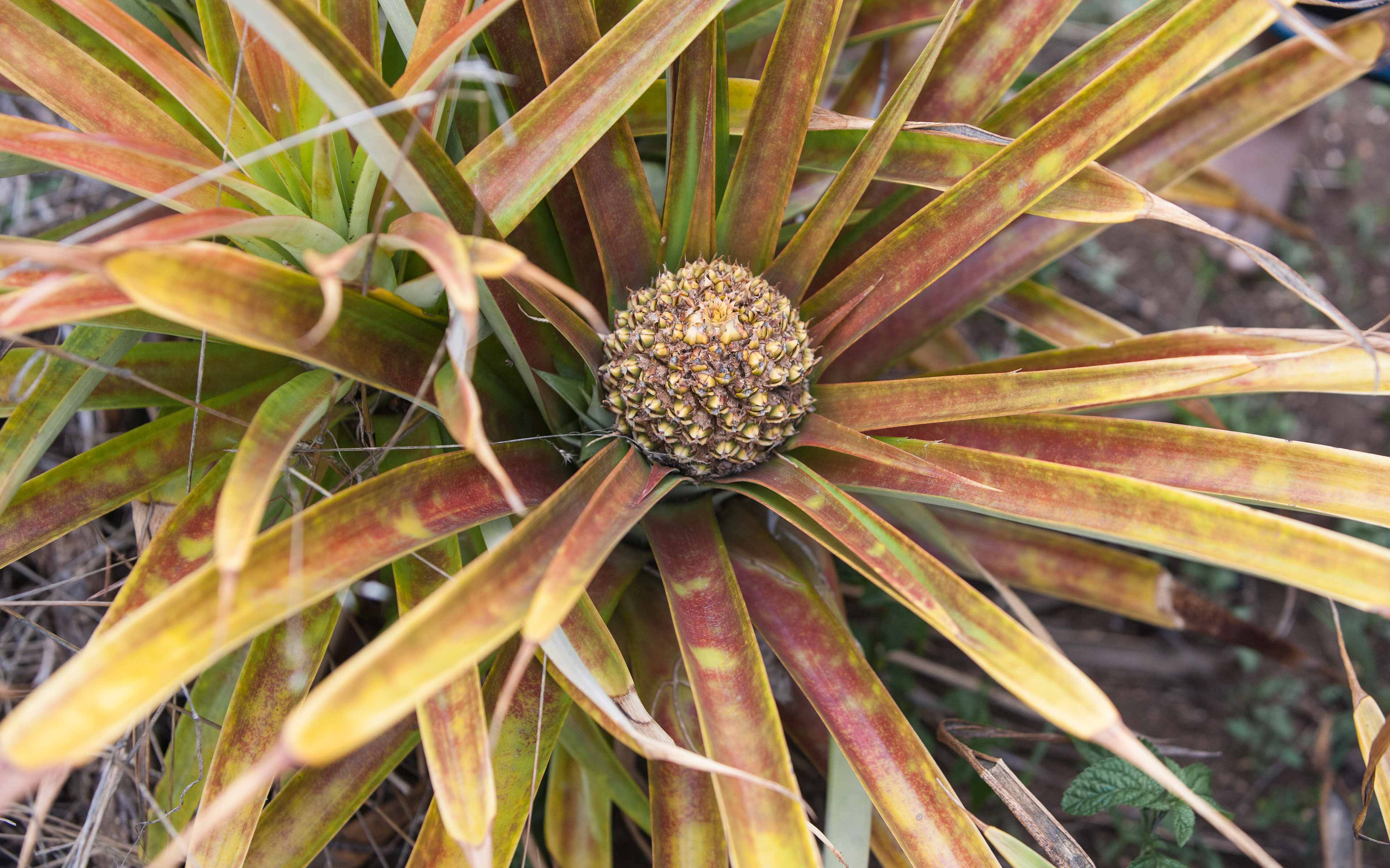 A shortage of rain has led to stunted growth of pineapples in the village of Kafetugu in Papua New Guinea’s Eastern Highlands Province.