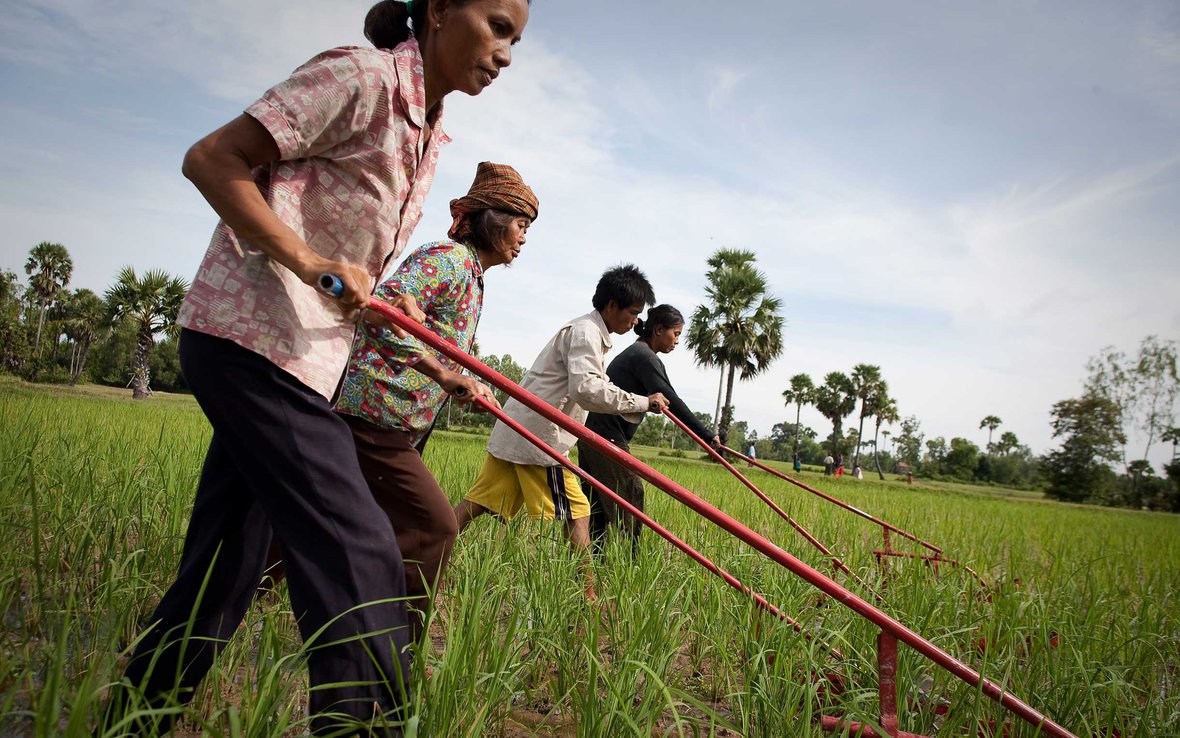 rice-farmers-weeder-cambodia-ous-33013.jpg