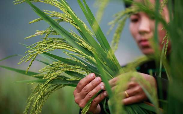 sri-rice-vietnam-ous-32877.jpg