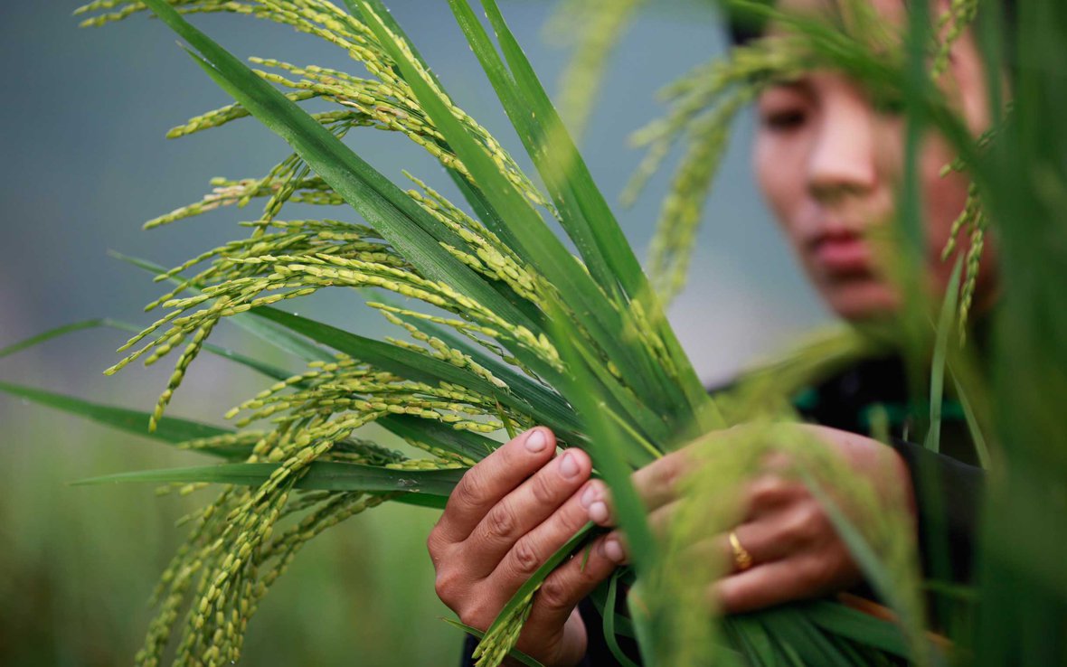 sri-rice-vietnam-ous-32877.jpg