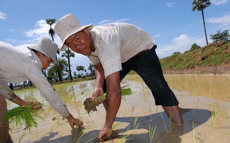 system-of-rice-intensification-farmer-cambodia-ous-13674.jpg
