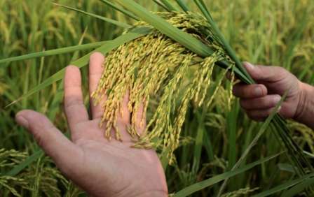 vietnam-9-10-rice-plants.jpg