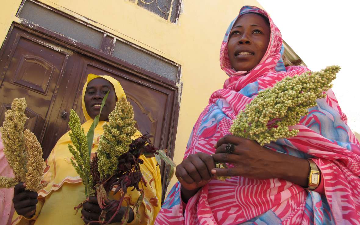 women-farmers-network-sorghum-sudan-ous-39820_Elizabeth-Stevens.jpg